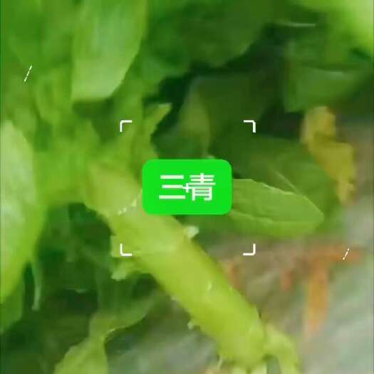 仁寿县三青莴笋