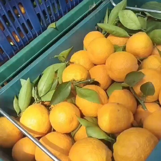 汉源县黄果柑