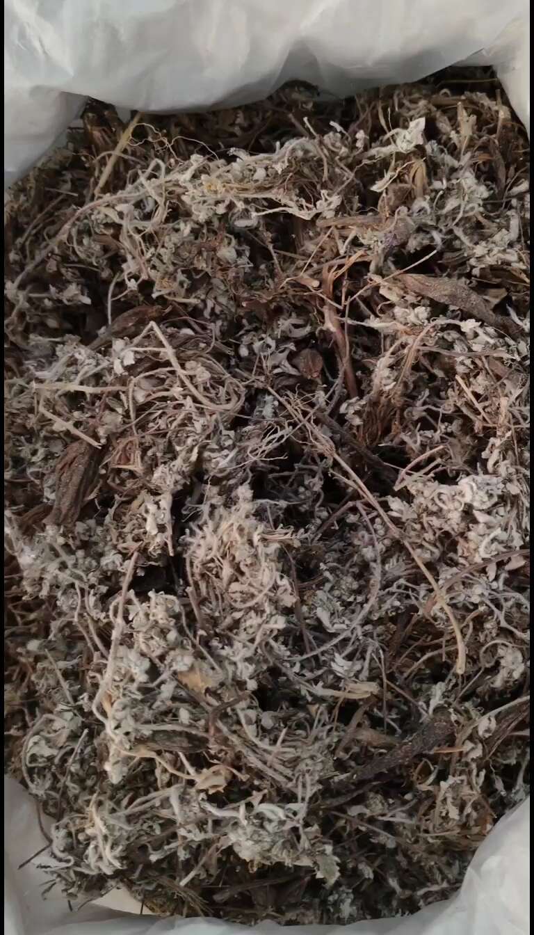 中草药番白草别名委陵菜反白草鸡脚草实拍图干货