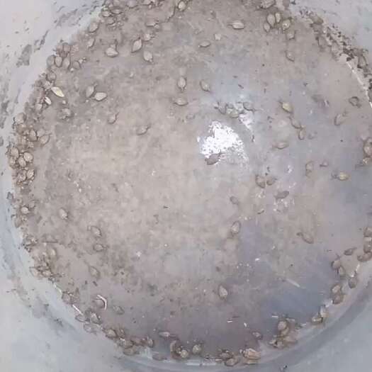 钦州中药材昆虫金沙牛