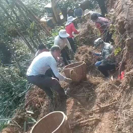 炎陵县阔叶箬竹