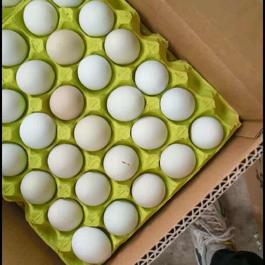 长沙县绿壳到货