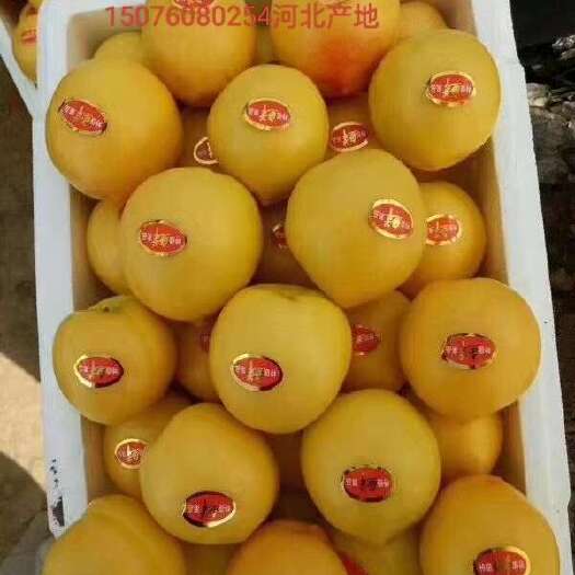 昌黎县河北高品质黄油桃
