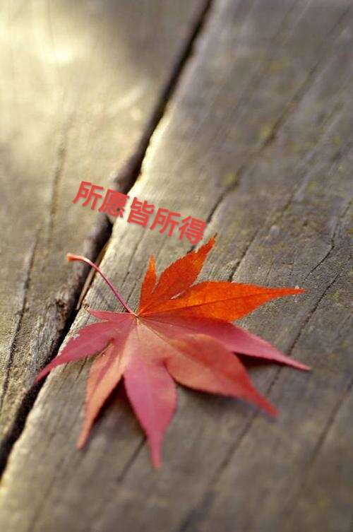 泰安鑫豐苗木