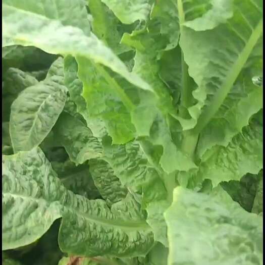 简阳市三青莴笋