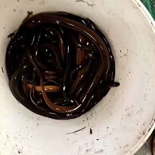 萧县黄鳝。有需要的吗，