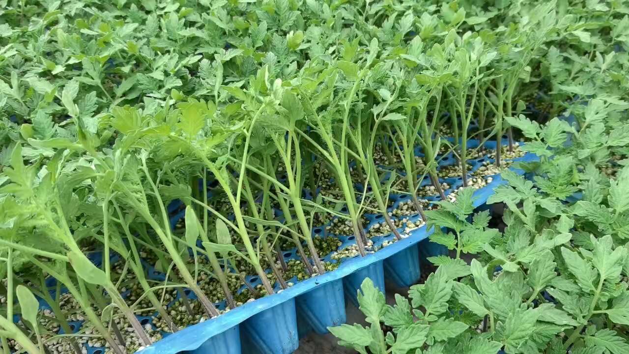 儿时味道 口感大粉 普罗旺斯西红柿苗 苗子苗场直发量大优惠