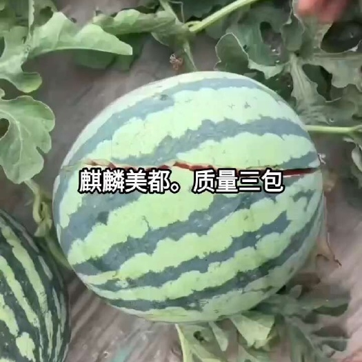 麒麟美都。