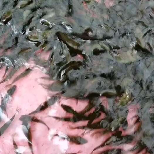 南宁裸鲤鱼苗，品种优良，全国各地发货