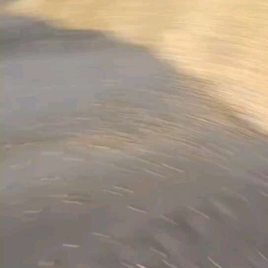 盂县玉米粒