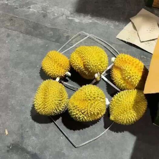 昆明泰国金枕榴莲大量现货A果价格560净重33斤量大从优