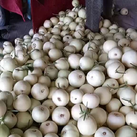 白玉甜瓜大量上市，质量好，价格低。