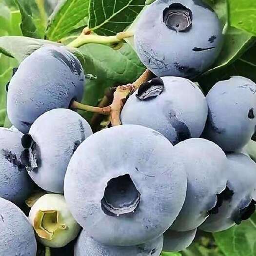 肥城市蓝莓苗L25 早熟大果品种 纯甜 脆果 基地直发 品种纯真