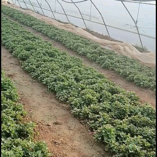 杨凌红薯苗原种脱毒苗。
