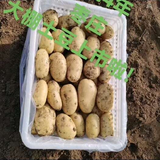 枣庄土豆大棚土豆，山东枣庄大柳土豆上市啦