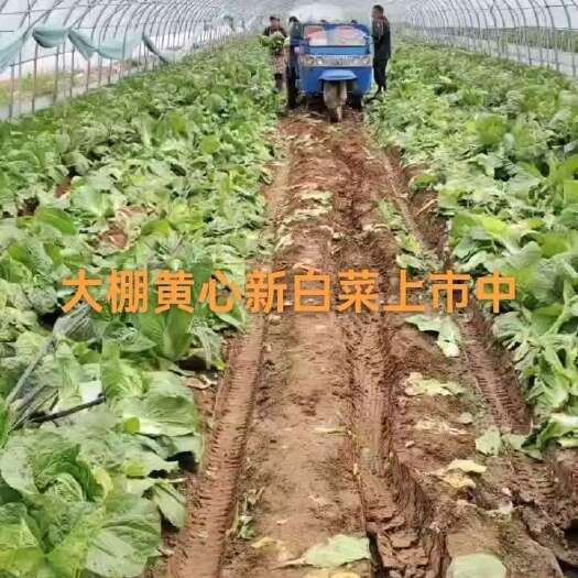 肥城市荷兰土豆