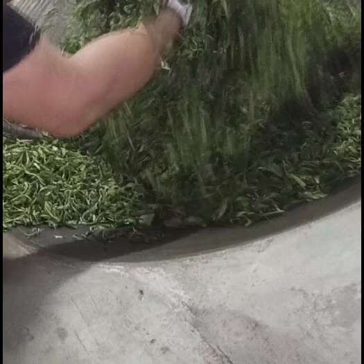 古树茶