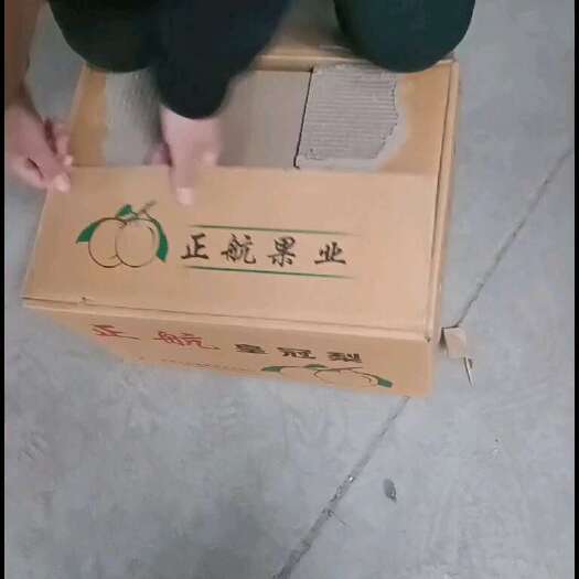 皇冠梨