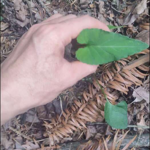 紫花地丁，堇菜、光瓣堇菜、光萼堇菜，贵州大山自然生长非种植