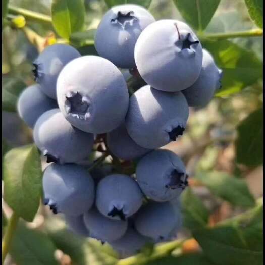 蓝莓苗 F6早熟大果甜 丰产好管理 基地直发
 品种保证