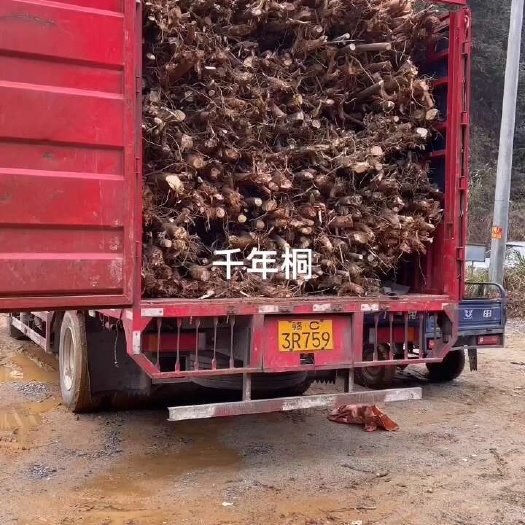油桐树地经3-8公分，米经3-6公分大量供应！