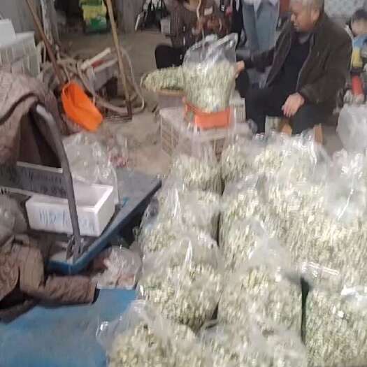 社旗县槐花现货 一件代发顺丰包邮大爆品来袭！