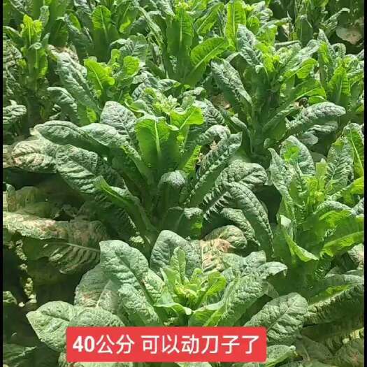 简阳市三青莴笋