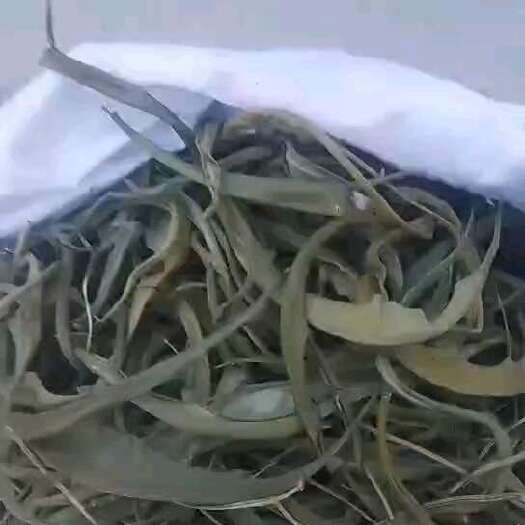 亳州肾精草化石草化石草东北嗷嗷叫大量供应全现货