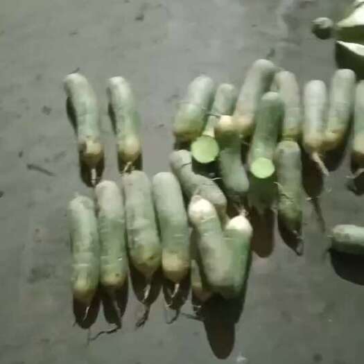 包头喂虫子青萝卜