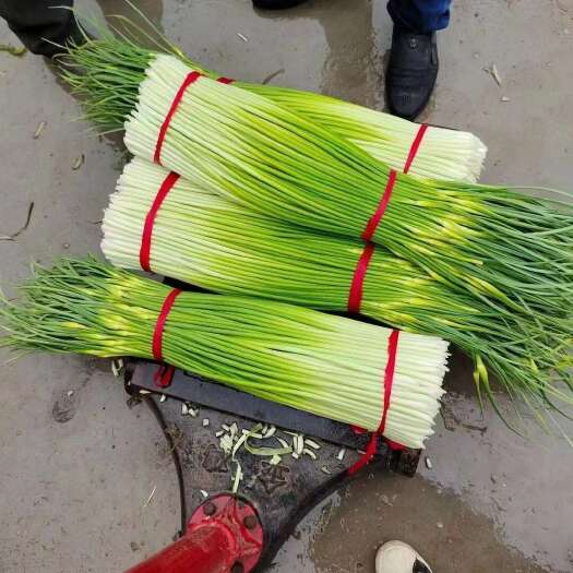 丰县江苏徐州丰县新鲜蒜苔 当日采摘发货 优质蔬菜批发零售
