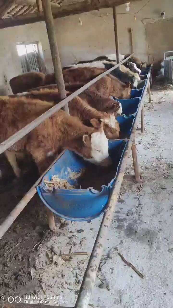 牛犊