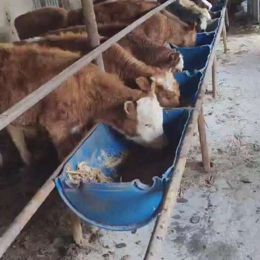 濮阳县牛犊