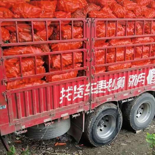 包头喂牛羊喂猪鸡，喂虫子胡萝卜