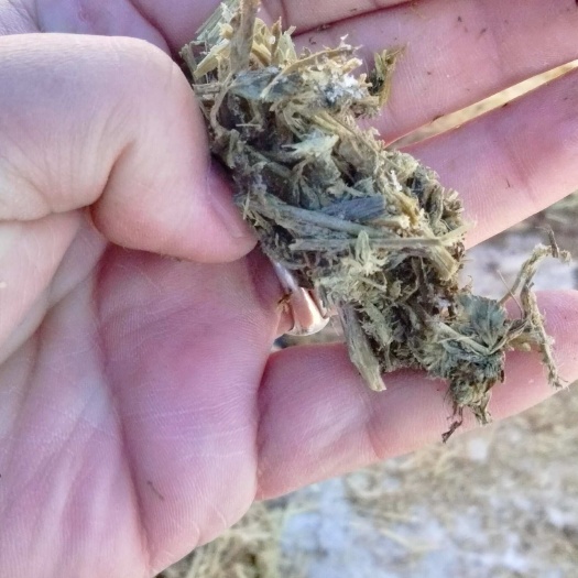 呼伦贝尔苜蓿青储，牛羊马鸡鸭鹅鱼，通用牧草青储，