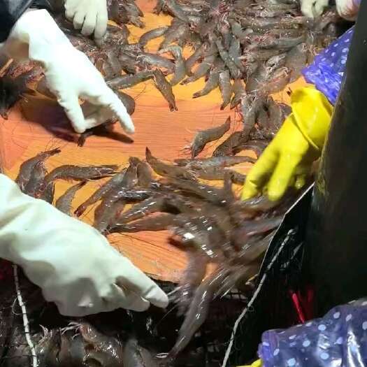漳州南美白对虾