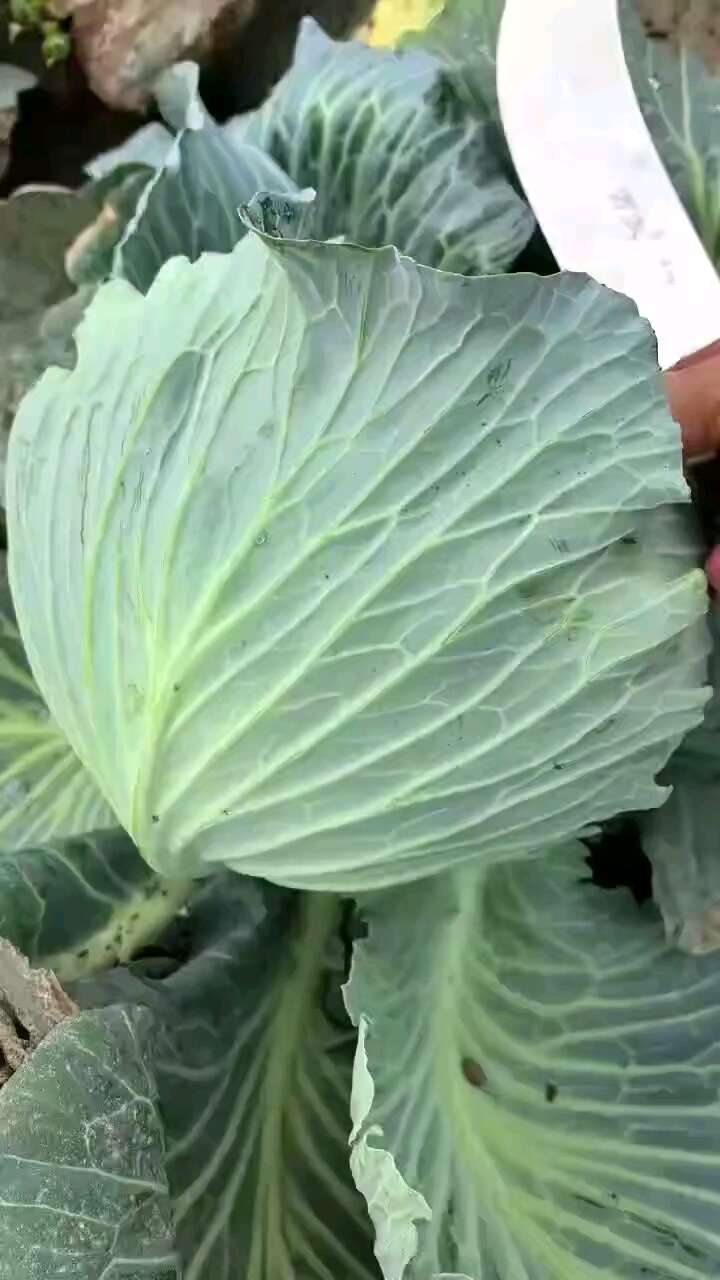 奥奇娜扁包菜 基地直供  耐运输个头匀称