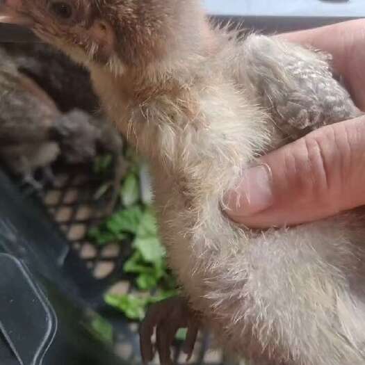 南宁可大型清脚麻鸡苗