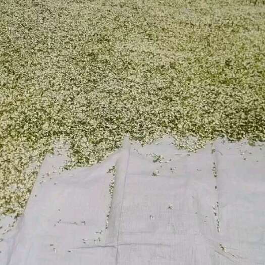 大竹县优质洋槐花