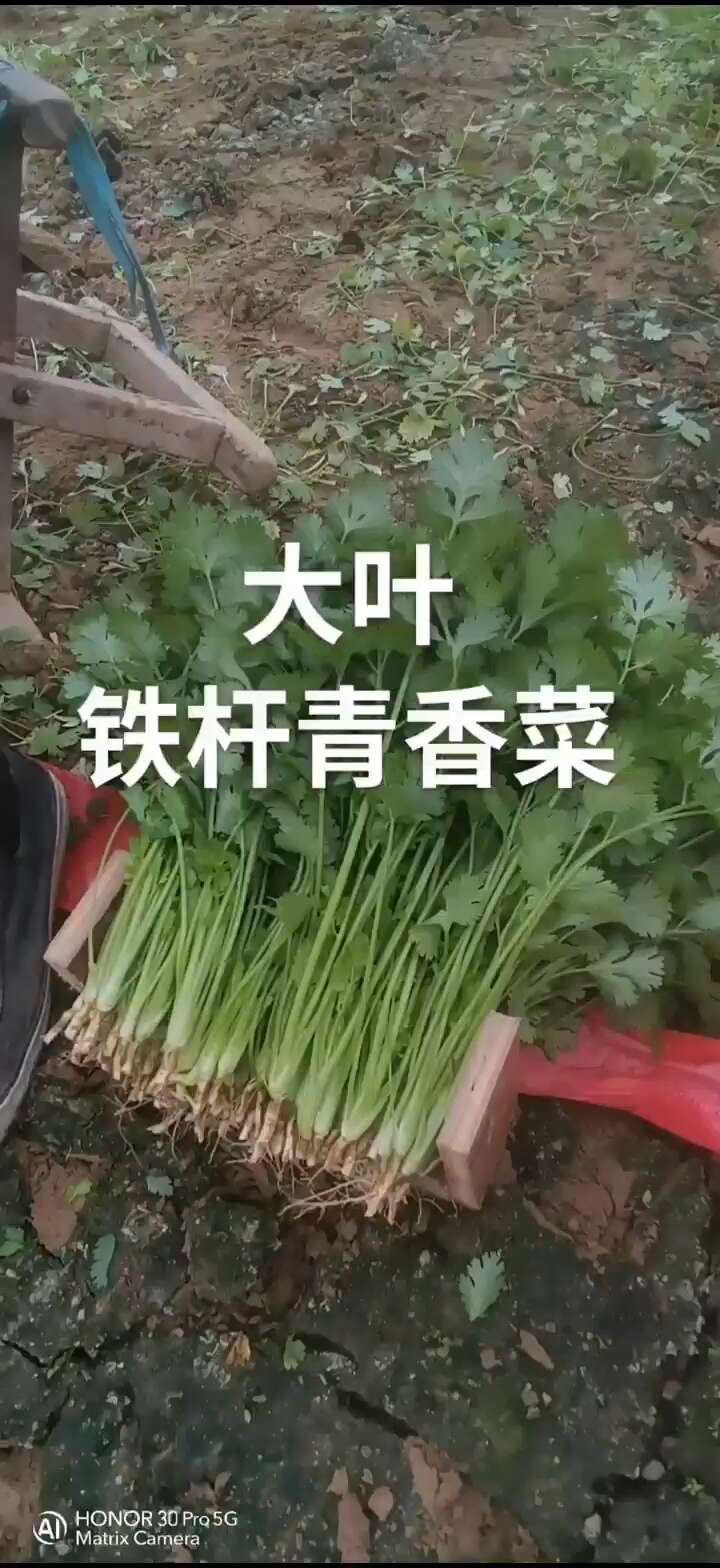 罗马铁杆大叶香菜种子，耐热耐寒，耐抽苔，香味浓郁，可夏播