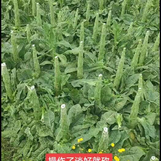 简阳市三青莴笋