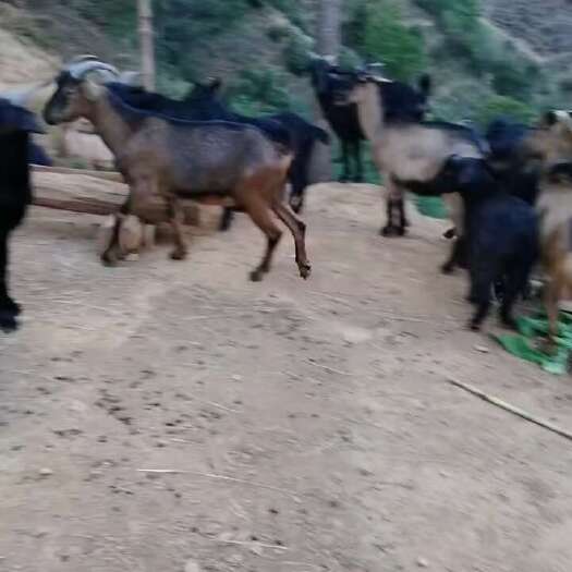 威宁县黑山羊