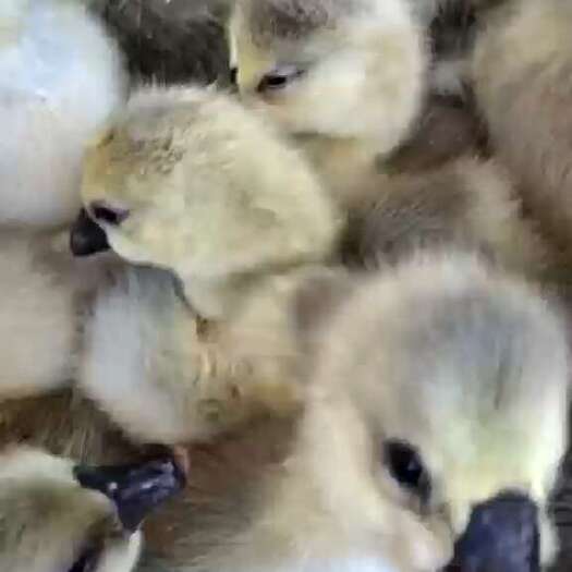 南宁鹅苗