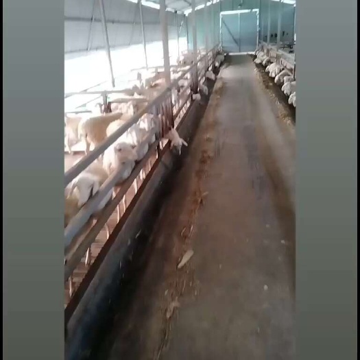 庐江县绵羊