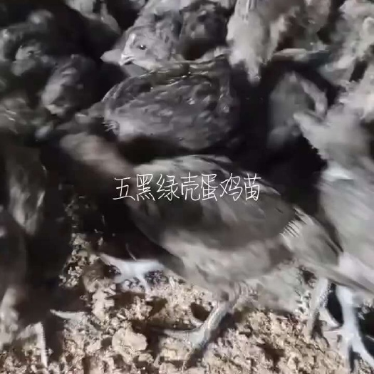 南宁鸡苗