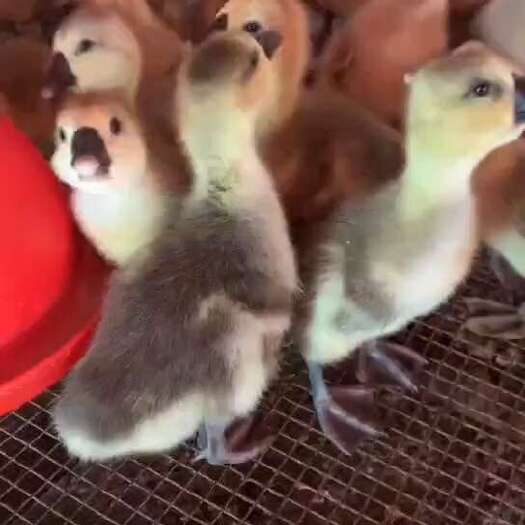 南宁鹅苗
