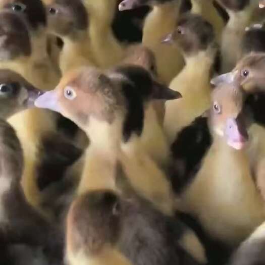 南宁鸭苗