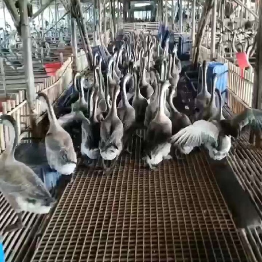 广东黑棕鹅 乌棕鹅 新鲜鹅 栅光鹅 烧腊烧鹅原材料食材大批发