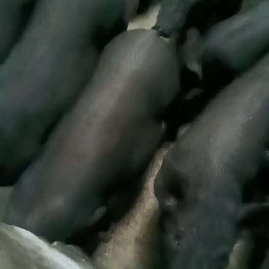 宁远县一级黑猪苗，可放养，可圈养，可送货上门