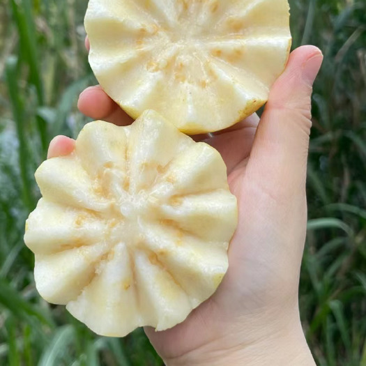 廉江市白心奶油芭乐