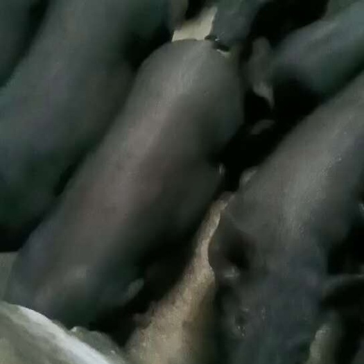 南部县一级黑猪苗